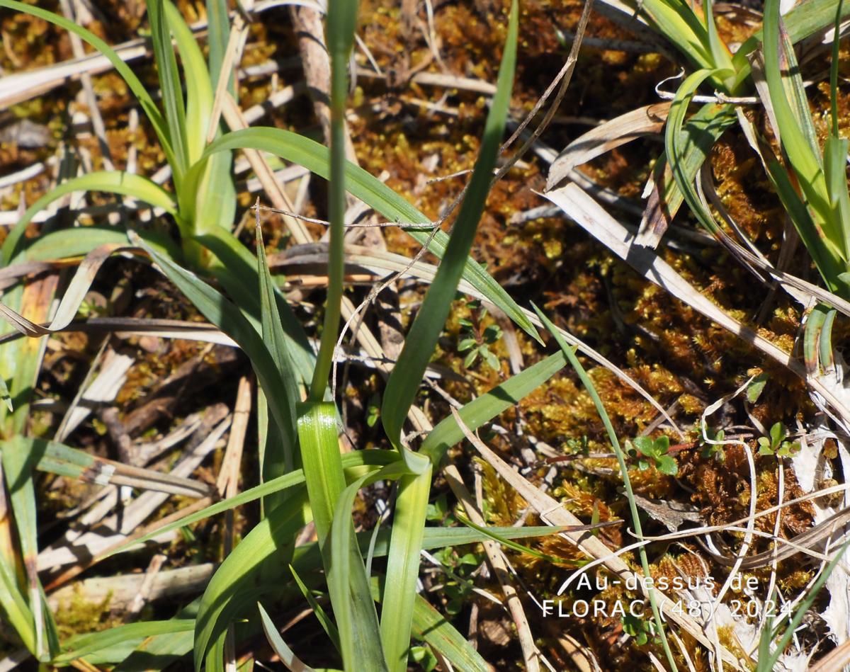 Sedge, Glaucous leaf